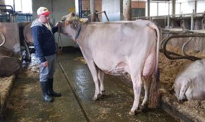 3frischgekalbte Biver Beverly